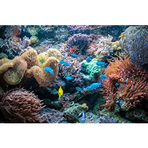 3 Boyutlu Akvaryum Temalı Duvar Kağıdı - Dkm663104