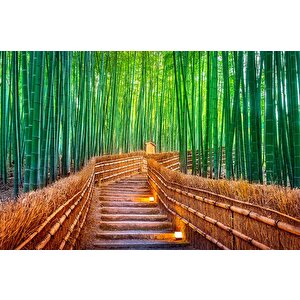 Bambu Ormanı Manzaralı Duvar Kağıdı - Dkm715001