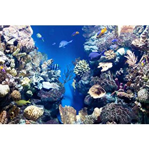 Denizaltı Mercan Manzaralı Duvar Kağıdı - Dkm841126