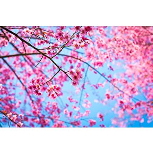 Gökyüzü Ve Pembe Çiçekli Ağaç Manzaralı Duvar Kağıdı - Dkm707060