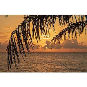 Gün Batımı Ve Palmiye Dal Manzaralı Duvar Kağıdı - Dkm928079
