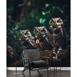 Orman Ve Baykuş Manzaralı Duvar Kağıdı - Dkm866021