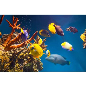 Denizaltı Sarı Japon Balığı Manzaralı Duvar Kağıdı - Dkm851062