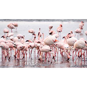 Deniz Ve Pembe Flamingo Manzaları Duvar Kağıdı - Dkm749045
