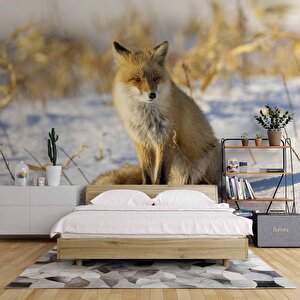 Kar Üzerinde Tilki Manzaralı Duvar Kağıdı - Dkb961124