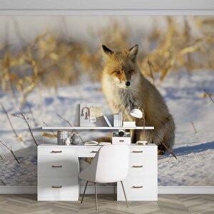 Kar Üzerinde Tilki Manzaralı Duvar Kağıdı - Dkb961124