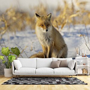 Kar Üzerinde Tilki Manzaralı Duvar Kağıdı - Dkb961080 525x280 cm