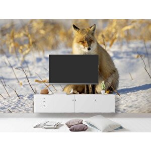 Kar Üzerinde Tilki Manzaralı Duvar Kağıdı - Dkb961029 300x240 cm