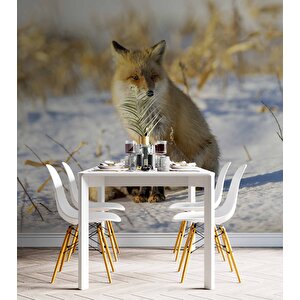 Kar Üzerinde Tilki Manzaralı Duvar Kağıdı - Dkb961029