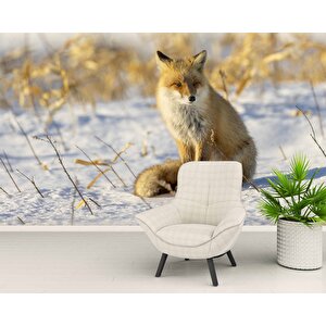 Kar Üzerinde Tilki Manzaralı Duvar Kağıdı - Dkb961029