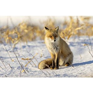 Kar Üzerinde Tilki Manzaralı Duvar Kağıdı - Dkb961029