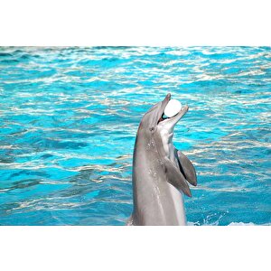 Havuz Ve Yunus Balığı Dansı Manzaralı Duvar Kağıdı - Dkm848026