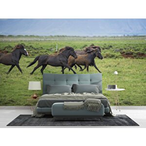 Kırsal Ve At Manzaralı Duvar Kağıdı - Dkm695081 550x280 cm