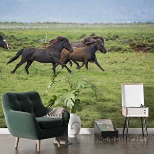 Kırsal Ve At Manzaralı Duvar Kağıdı - Dkm695023