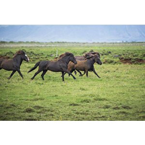 Kırsal Ve At Manzaralı Duvar Kağıdı - Dkm695023