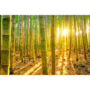 Bambu Ormanı Temalı Duvar Kağıdı - Dkm699032