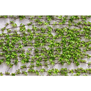 Sarmaşıklı Duvar Teması Duvar Kağıdı Baskı - Dkm523109