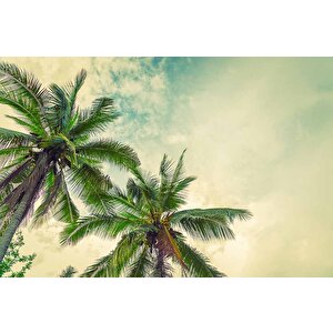 Tropikal Palmiye Ağaç Manzaralı Duvar Kağıdı - Dkm985064