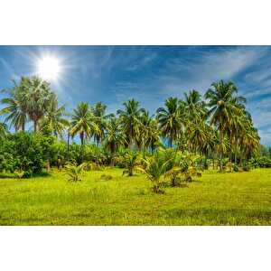 Palmiye Ağaçlı Duvar Kağıdı Baskı - Dkm252059