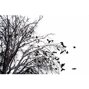 Gökyüzü Ağaç Ve Kuş Manzaralı Duvar Kağıdı - Dkm714085