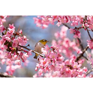 Pembe Çiçek Ve Kuş Manzaralı Duvar Kağıdı - Dkm743110