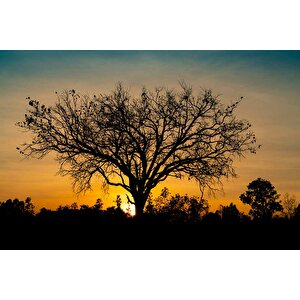 Gün Batımı Ve Ağaç Temalı Duvar Kağıdı Baskı - Dkm623107