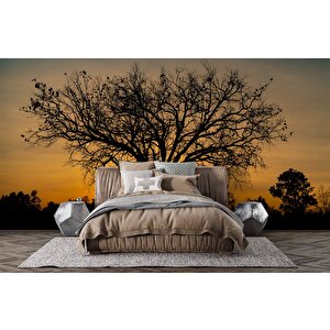 Gün Batımı Ve Ağaç Temalı Duvar Kağıdı Baskı - Dkm623060 550x260 cm