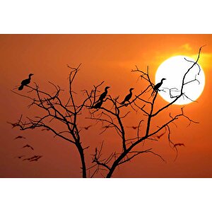 Günbatımı Ağaç Ve Kuş Manzaralı Duvar Kağıdı - Dkm720061