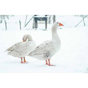 Kar Ve Kaz Manzaralı Duvar Kağıdı - Dkm849023