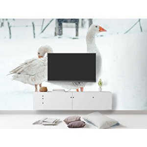 Kar Ve Kaz Manzaralı Duvar Kağıdı - Dkm849012