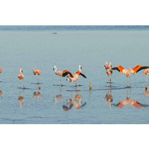 Deniz Ve Flamingo Temalı Duvar Kağıdı - Dkm671104