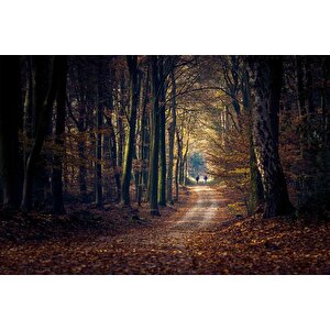 Sonbahar Yapraklı Yol Manzaralı Duvar Kağıdı Baskı - Dkm246109