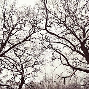 Kış Ayında Kurumuş Ağaç Temalı Duvar Kağıdı - Dkm664048