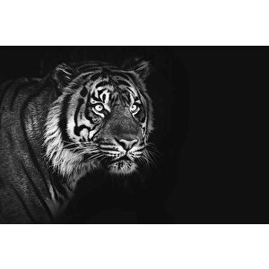 Siyah Beyaz Kaplan Temalı Duvar Kağıdı Baskı - Dkm530122