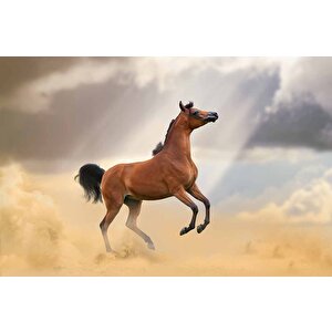 At Temalı Duvar Kağıdı - Dkm674072