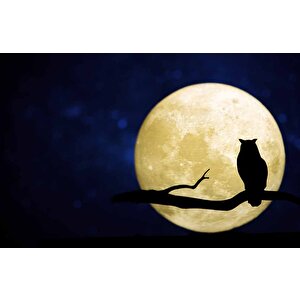 Gece Ay Ve Baykuş Manzaralı Duvar Kağıdı - Dkm831096