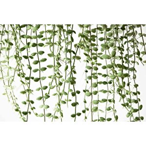 Aşağıya Sarkan Sarmaşık Temalı Duvar Kağıdı - Dkm571007