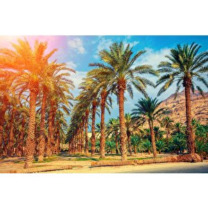 Hindistan Cevizi Ağaç Manzaralı Duvar Kağıdı - Dkb940031