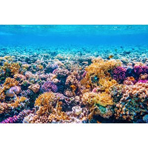 Akvaryum Mercan Manzaralı Duvar Kağıdı - Dkm769124