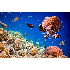 Denizaltı Balık Ve Kaplumbağ Manzaralı Duvar Kağıdı - Dkm844026