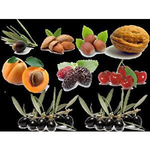 Baseh Flap Çubuklu Zeytin Hasat Makinesi  Tırpan Ucu Zeytin Hasat