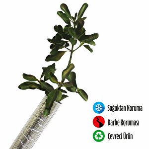 Fidan Koruyucu Folyolu Boru 6 Mt (m)