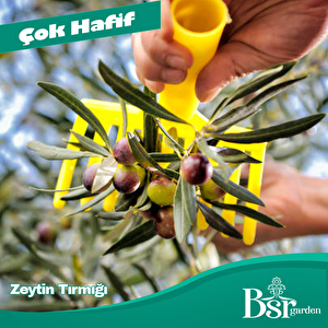 Zeytin Tırmığı 5 Adet Bsr Garden