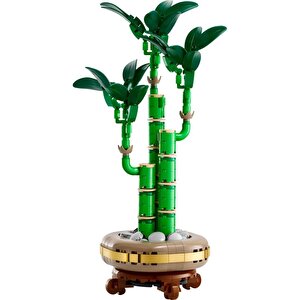 10344  Botanicals Şans Bambusu