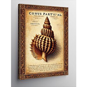 Kanvas Tablo Deniz Kabuklu Koleksiyon 50x70 cm