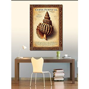 Kanvas Tablo Deniz Kabuklu Koleksiyon 50x70 cm