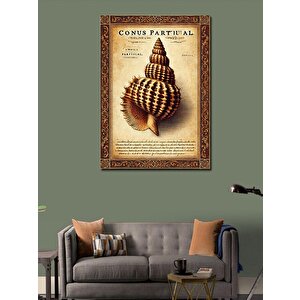 Kanvas Tablo Deniz Kabuklu Koleksiyon 50x70 cm