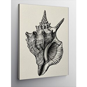 Kanvas Tablo Deniz Kabuğu Çizimi 50x70 cm
