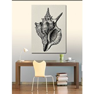 Kanvas Tablo Deniz Kabuğu Çizimi 50x70 cm