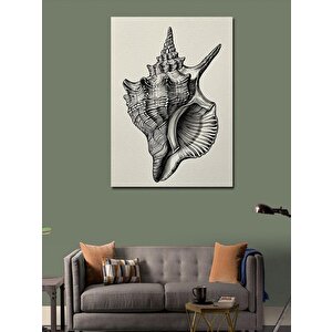 Kanvas Tablo Deniz Kabuğu Çizimi 50x70 cm